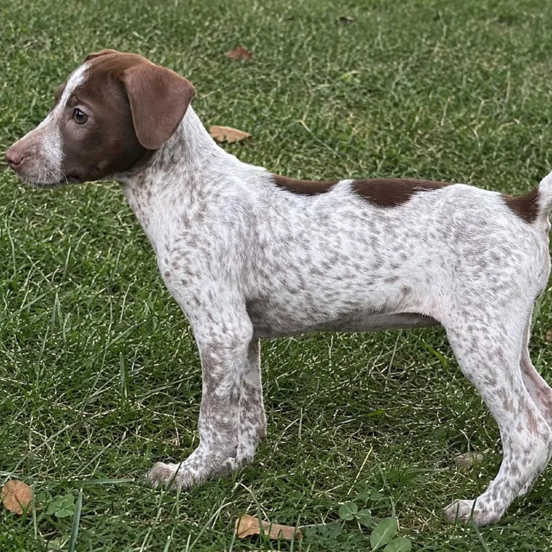 A baby small-sized female White / Cream Dachshund dog named Trixie for adoption in Rogersville, MO