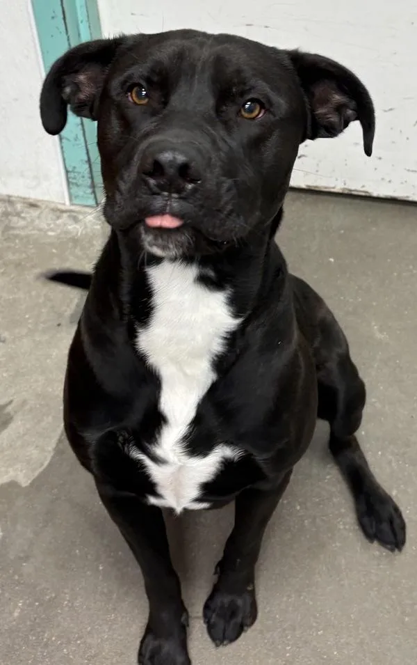 A young large-sized male Pit Bull Terrier dog named Felix for adoption in Rio Rancho, NM