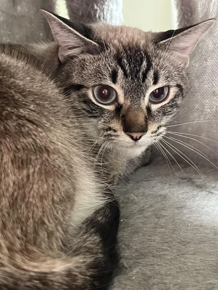 A young small-sized male Siamese cat named Sterling for adoption in Palatine, IL
