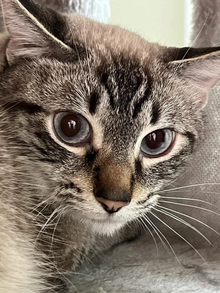 Sterling thumbnail 2