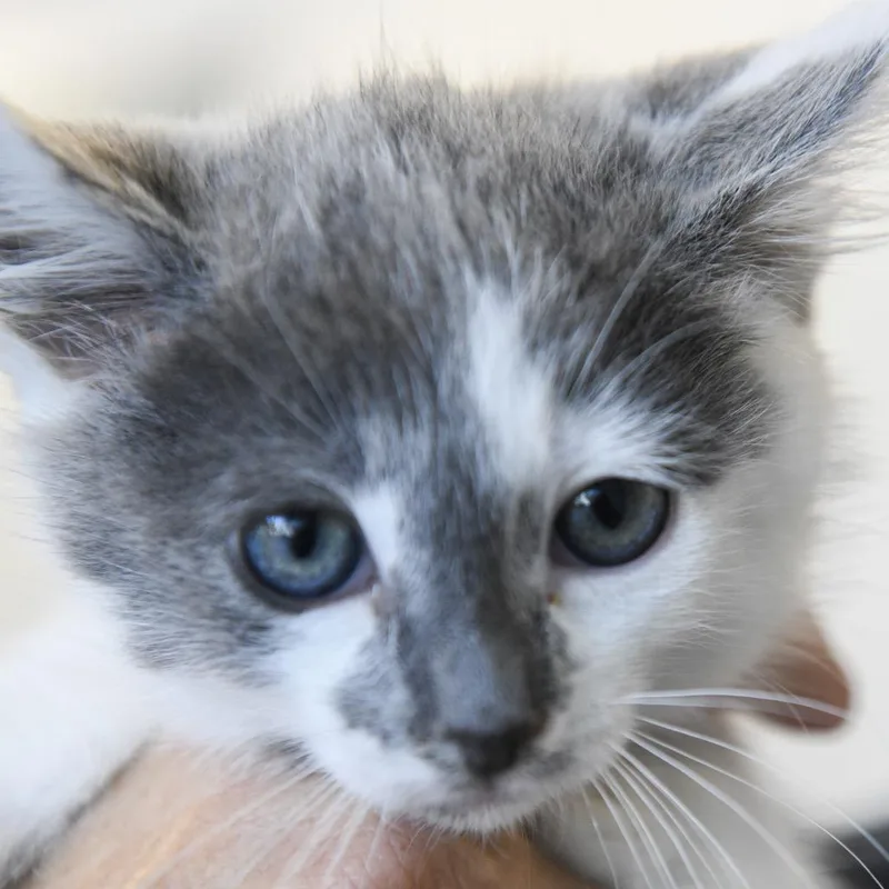 A baby small-sized female White Domestic Short Hair cat named Cindy Lou Who for adoption in Redwood City, CA