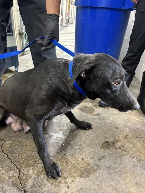 An adult large-sized female Pit Bull Terrier dog named Wendy for adoption in San Bernardino, CA