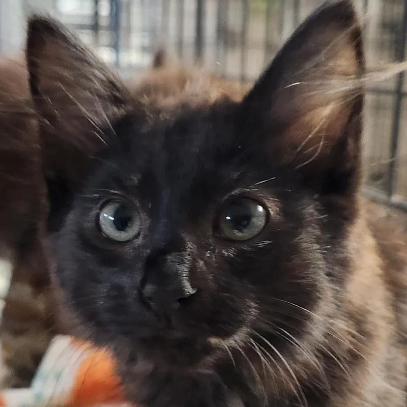 A baby small-sized female Tortoiseshell Domestic Long Hair cat named Hope K for adoption in Corsicana, TX