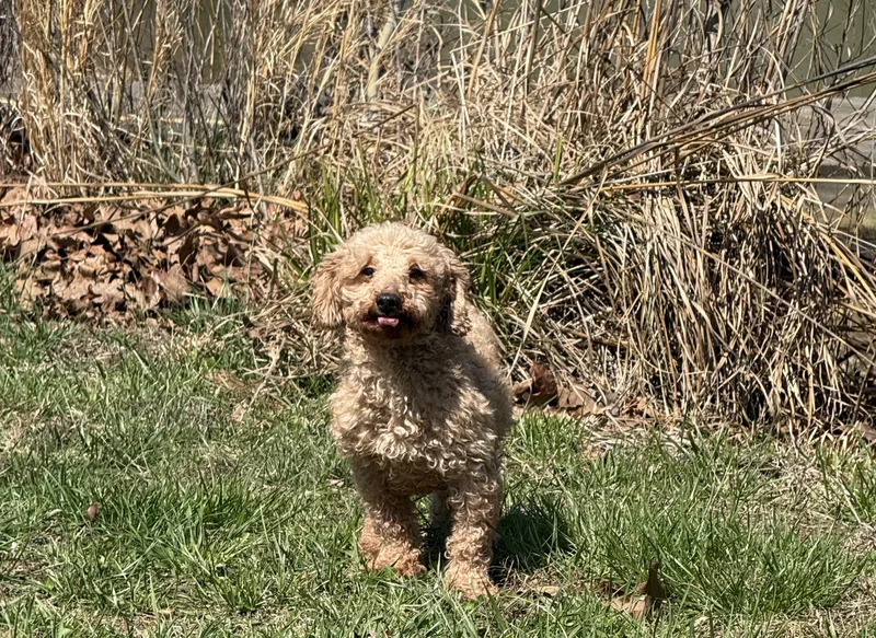 Honey  Bee thumbnail 2