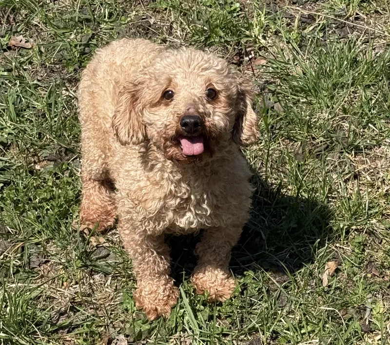 An adult small-sized female Apricot / Beige Poodle dog named Honey Bee for adoption in Chicopee, MA