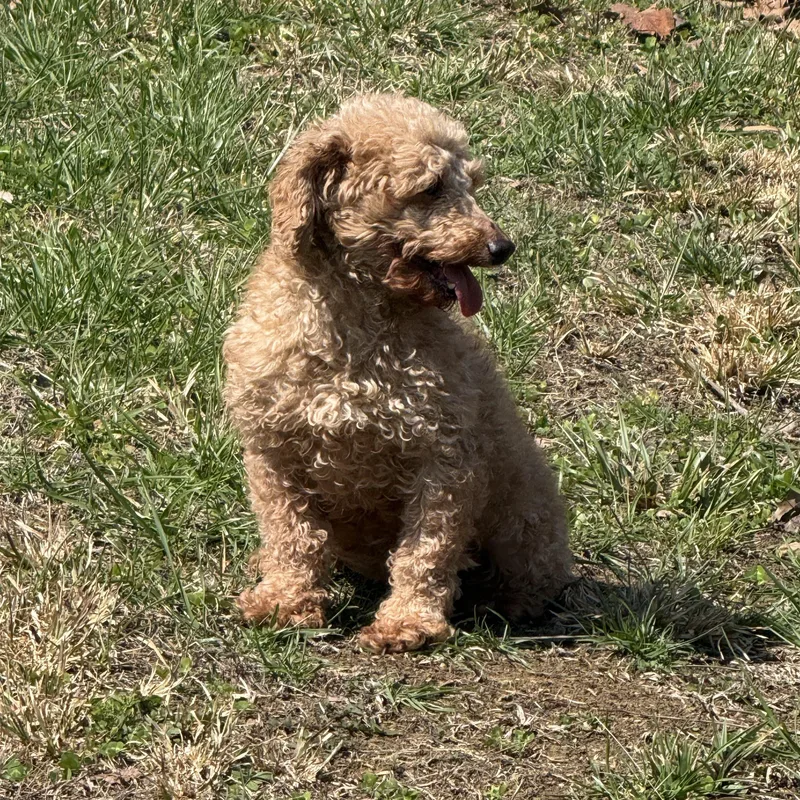 Honey  Bee thumbnail 3