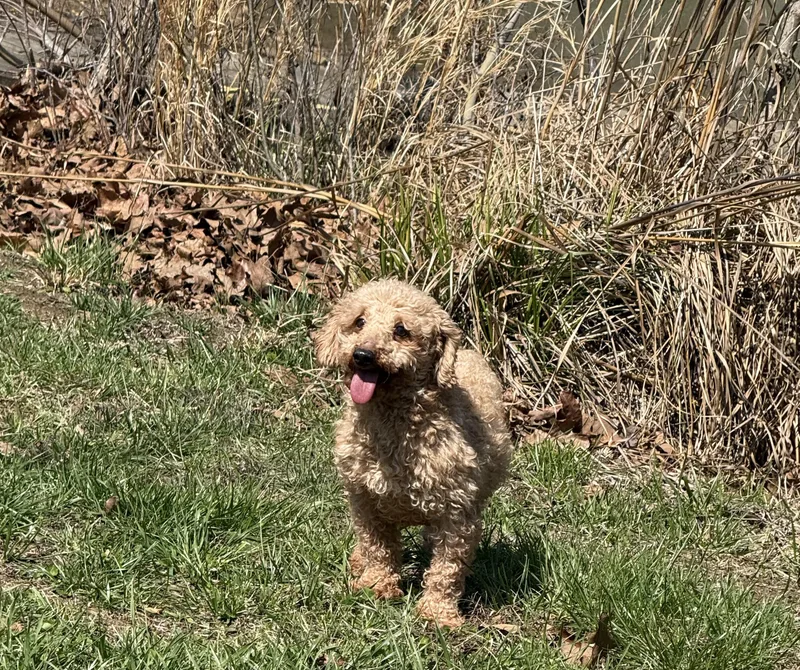 Honey  Bee thumbnail 4