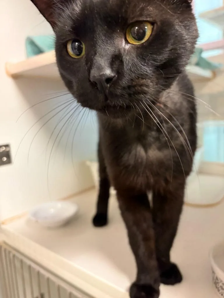 A young medium-sized male Domestic Short Hair cat named Maverick for adoption in Windsor, CT