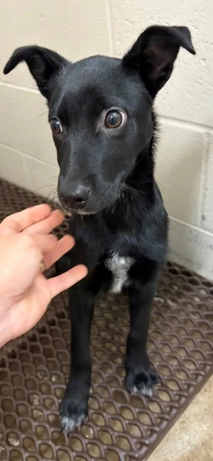 A baby small-sized female Terrier dog named Moxie for adoption in Baraboo, WI