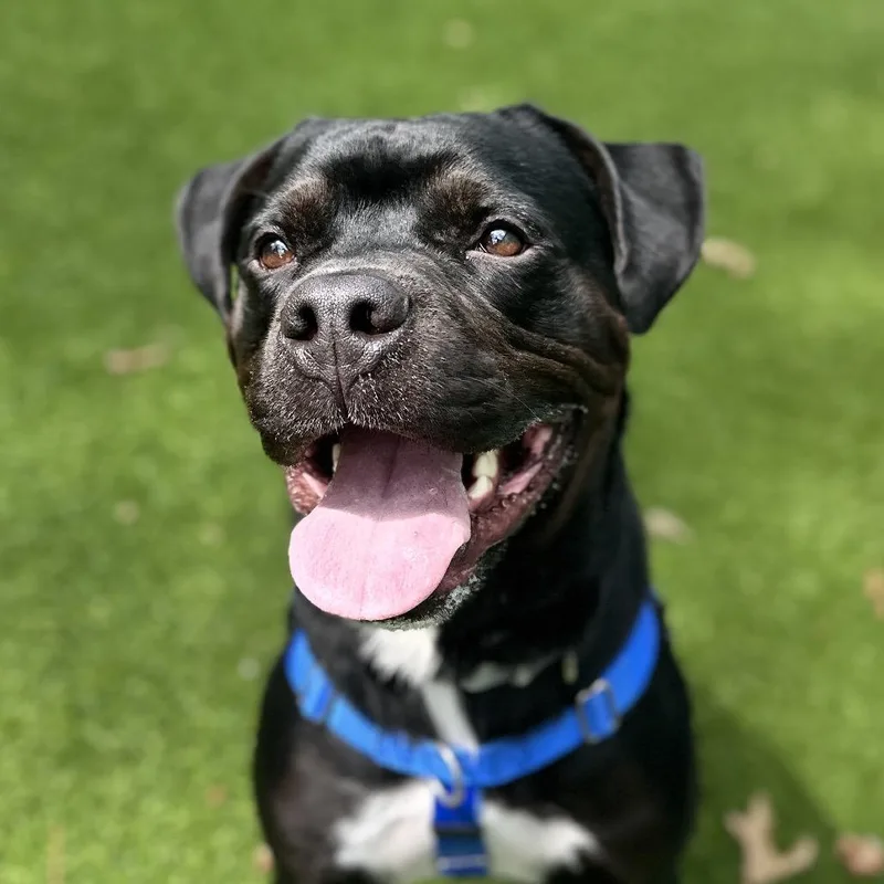 A young large-sized male Black Mixed Breed dog named McCoy for adoption in Warwick, RI