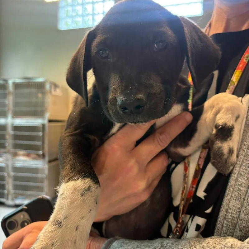 A baby small-sized male Black Mixed Breed dog named Boots for adoption in Huntington, WV
