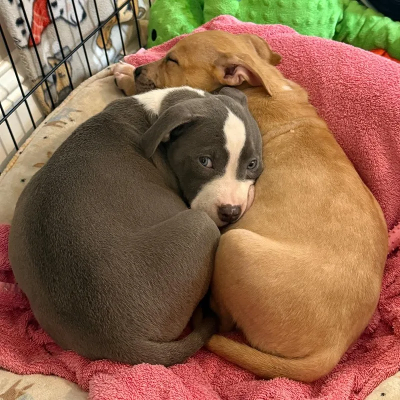 A baby small-sized female Gray / Blue / Silver Mixed Breed dog named Salmon Cake for adoption in Hopkinton, MA