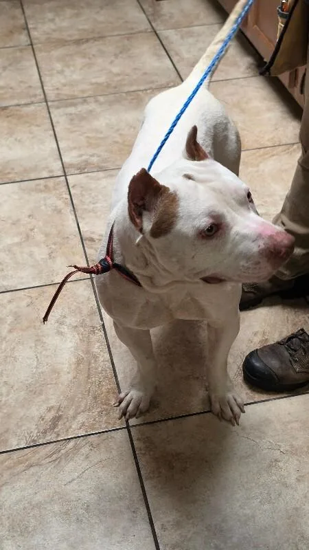 An adult large-sized male White / Cream Mixed Breed dog named Milo for adoption in Cincinnati, OH