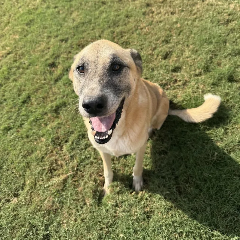 A senior small-sized male Yellow / Tan / Blond / Fawn German Shepherd Dog dog named Zeke for adoption in Huntsville, AL