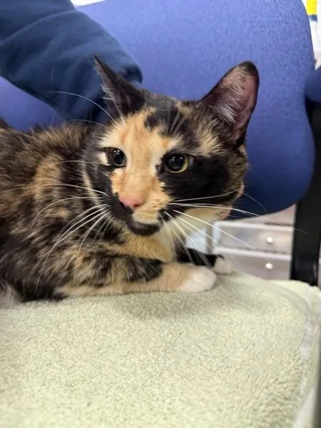 An adult medium-sized female Domestic Short Hair cat named Seven for adoption in Millersville, MD