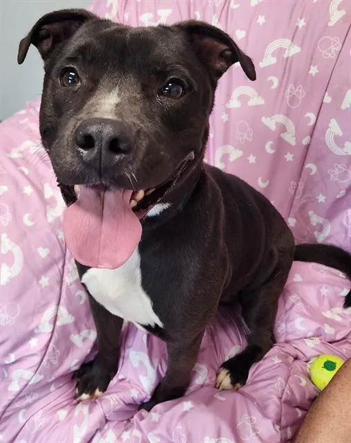 A young large-sized male Labrador Retriever dog named Liam for adoption in Brunswick, GA