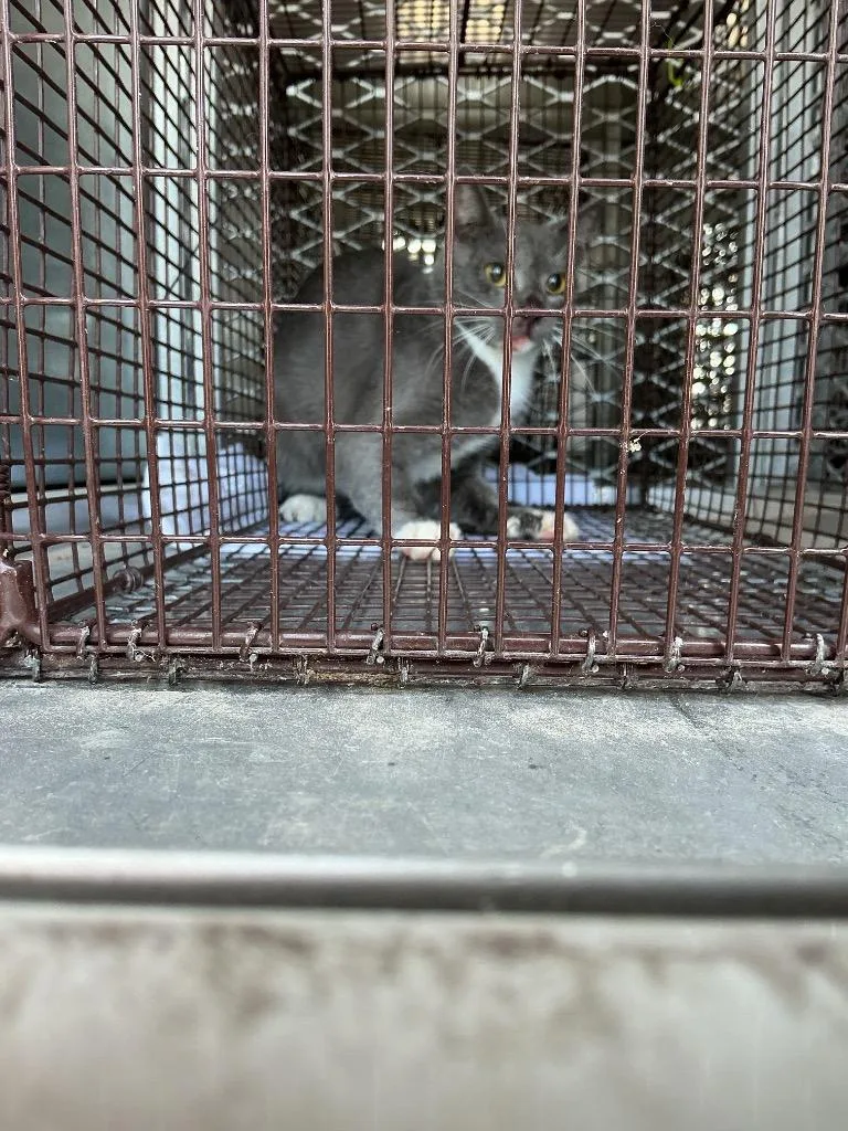 A young medium-sized male Domestic Short Hair cat named Zac for adoption in New Braunfels, TX