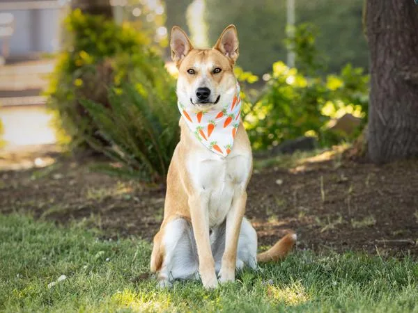An adult large-sized male Carolina Dog dog named Carrot for adoption in Portland, OR