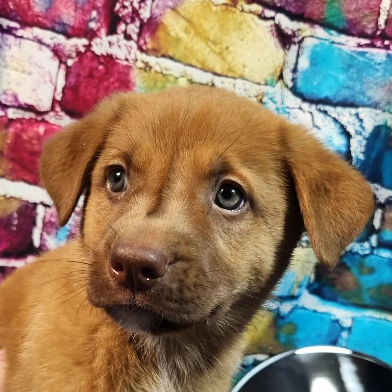 Daughtry Al thumbnail 2