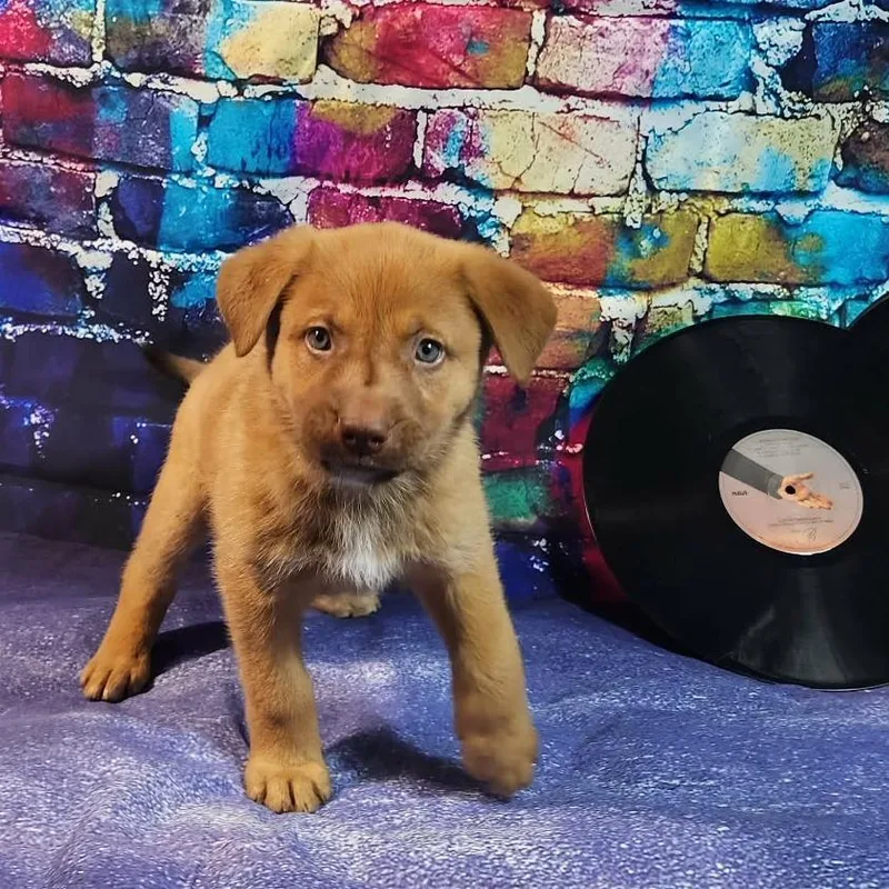 Daughtry Al thumbnail 3