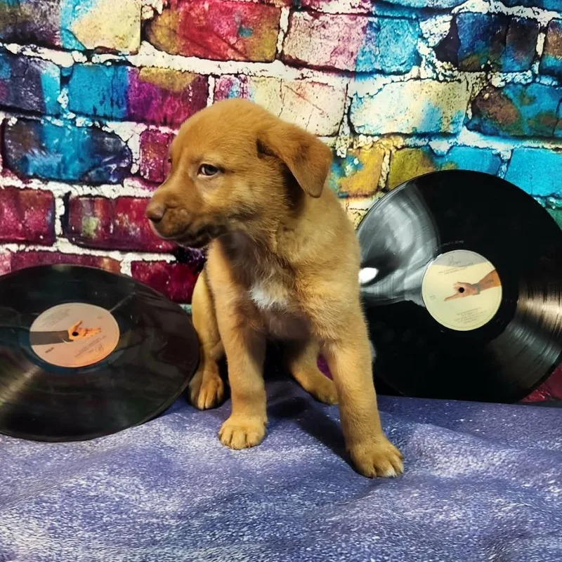 Daughtry Al thumbnail 4