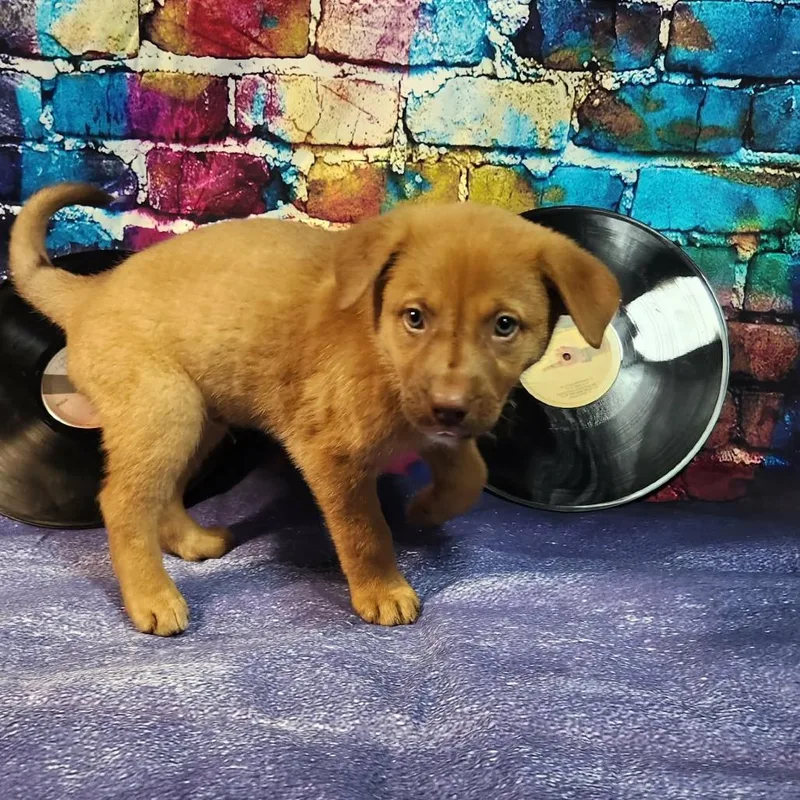 Daughtry Al thumbnail 5