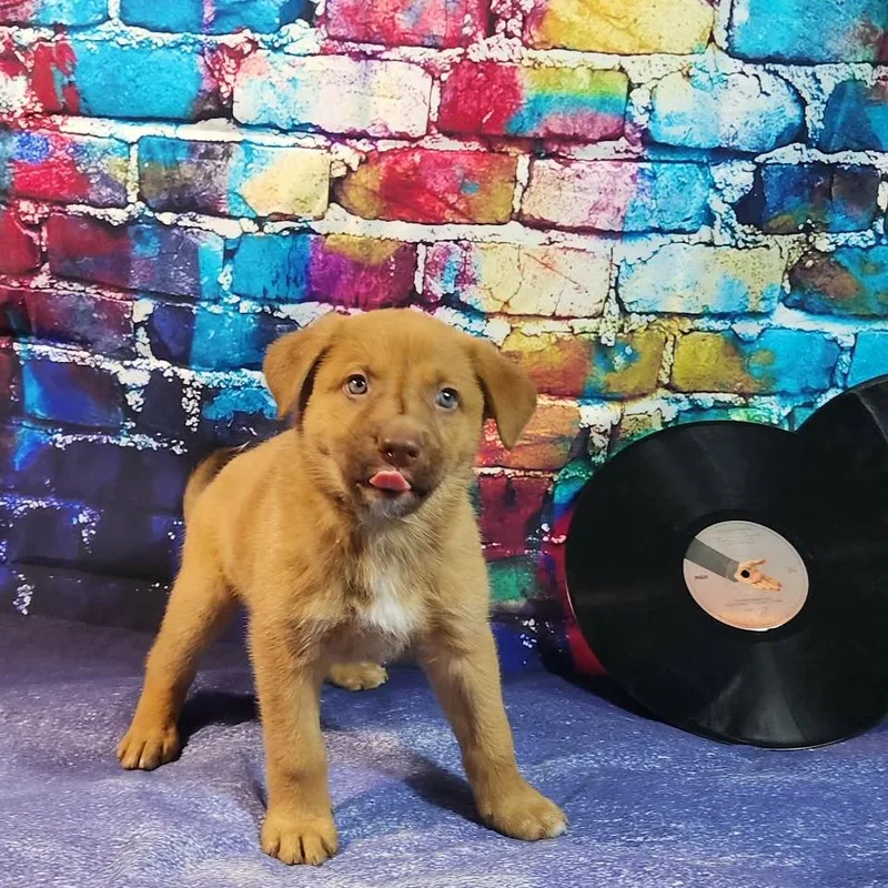 Daughtry Al thumbnail 6