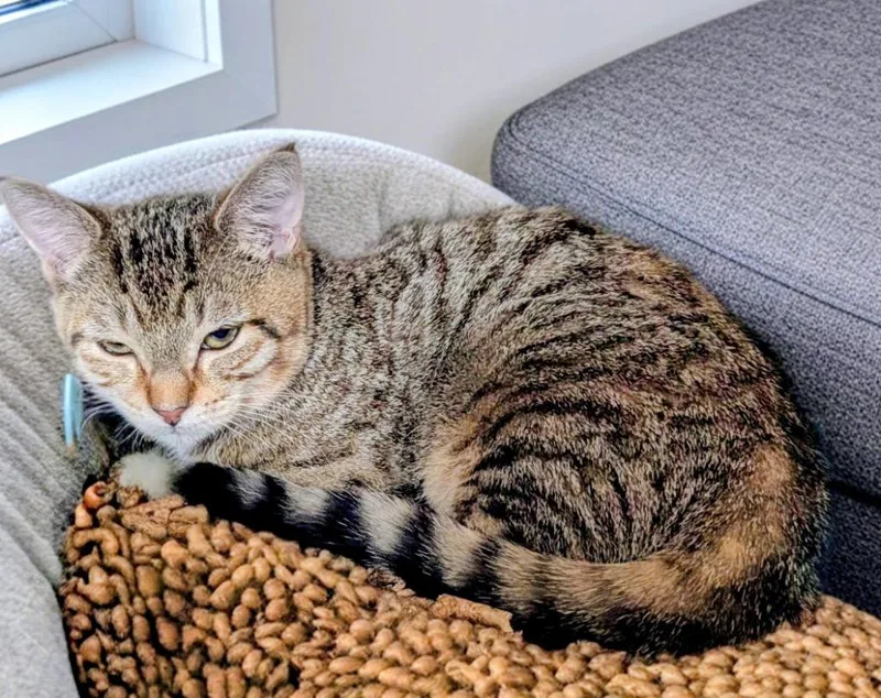 A baby small-sized female Domestic Short Hair cat named Sapphire for adoption in Fort Myers, FL