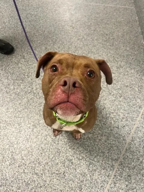 An adult medium-sized male Brown / Chocolate Pit Bull Terrier dog named Zuko for adoption in Manassas, VA