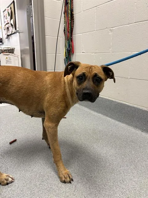 A young medium-sized female Black Mouth Cur dog named Swan for adoption in Indianapolis, IN
