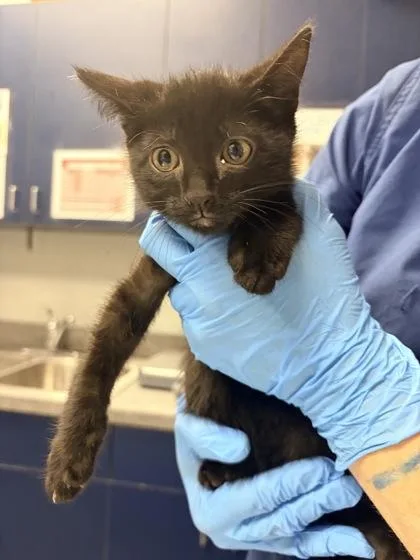 A young small-sized male Domestic Short Hair cat named B Athos for adoption in North Charleston, SC