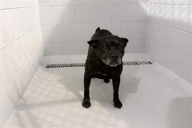 An adult medium-sized female American Bulldog dog named Darla for adoption in Winter Haven, FL