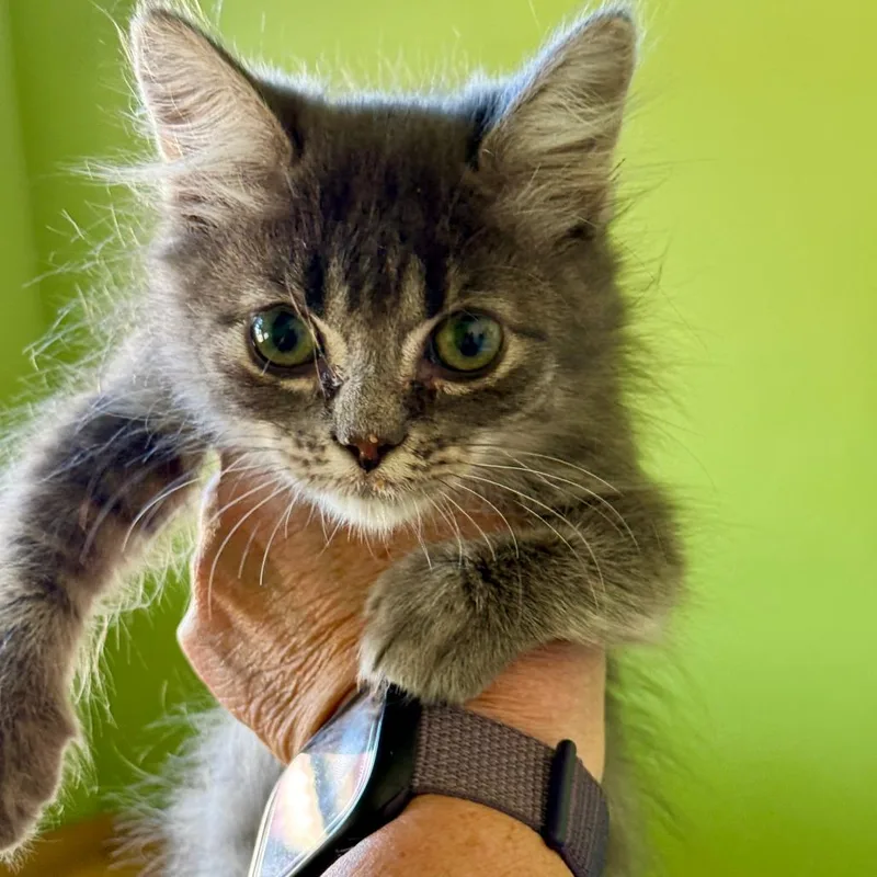 A baby small-sized male Domestic Medium Hair cat named Duty for adoption in Fresno, CA