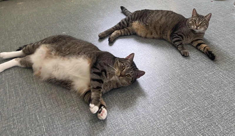 An adult large-sized male Tabby (Brown / Chocolate) Domestic Short Hair cat named Pudge & Tubbs for adoption in Chester Springs, PA
