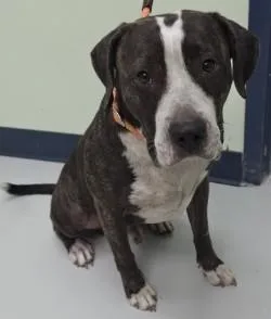 An adult large-sized male Mixed Breed dog named Duke for adoption in Savannah, GA