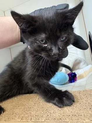 A baby small-sized female Domestic Short Hair cat named Junimo for adoption in Fairfax, VA