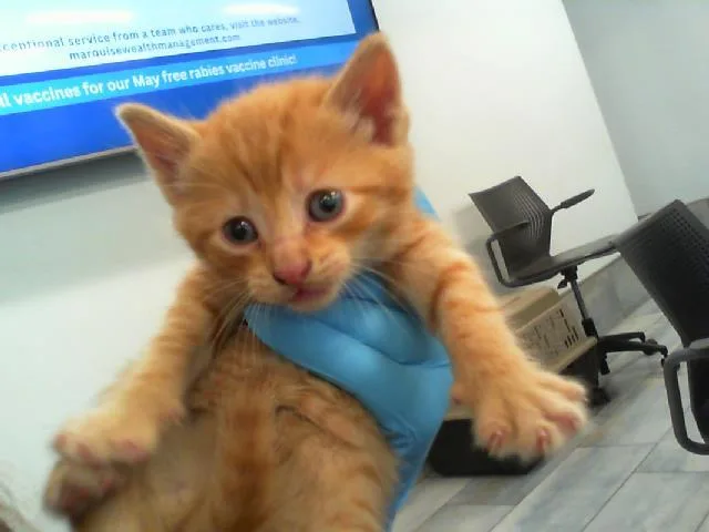A baby small-sized male Domestic Short Hair cat named Dumpling for adoption in Charlotte, NC