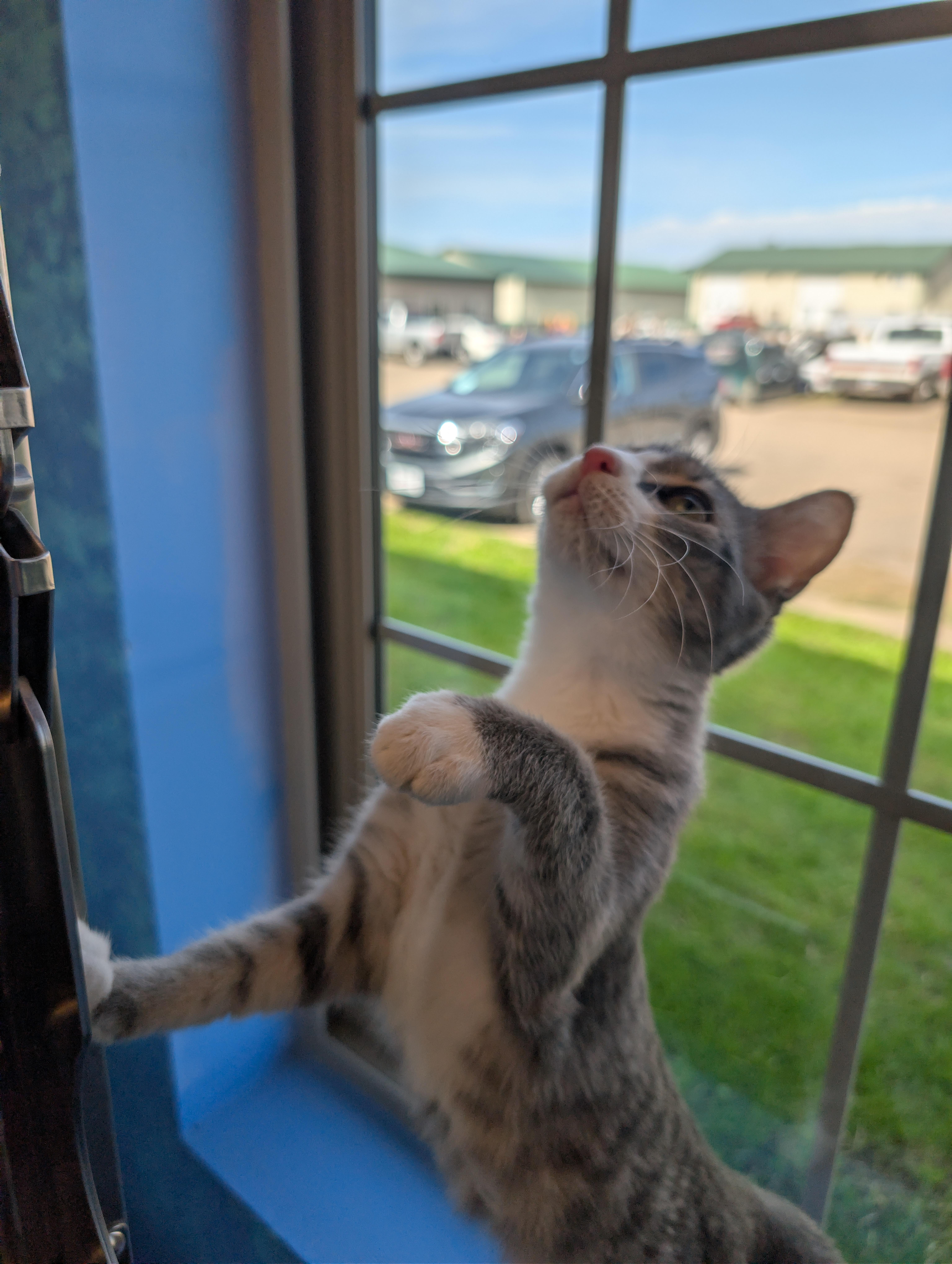 A young medium-sized female Gray & White Domestic Short Hair cat named Rosie for adoption in Brookings, SD