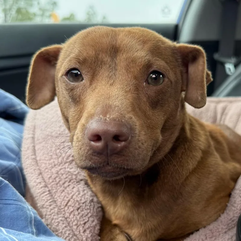 An adult small-sized female Red / Chestnut / Orange Dachshund dog named Momma Squeak for adoption in Aberdeen, NC