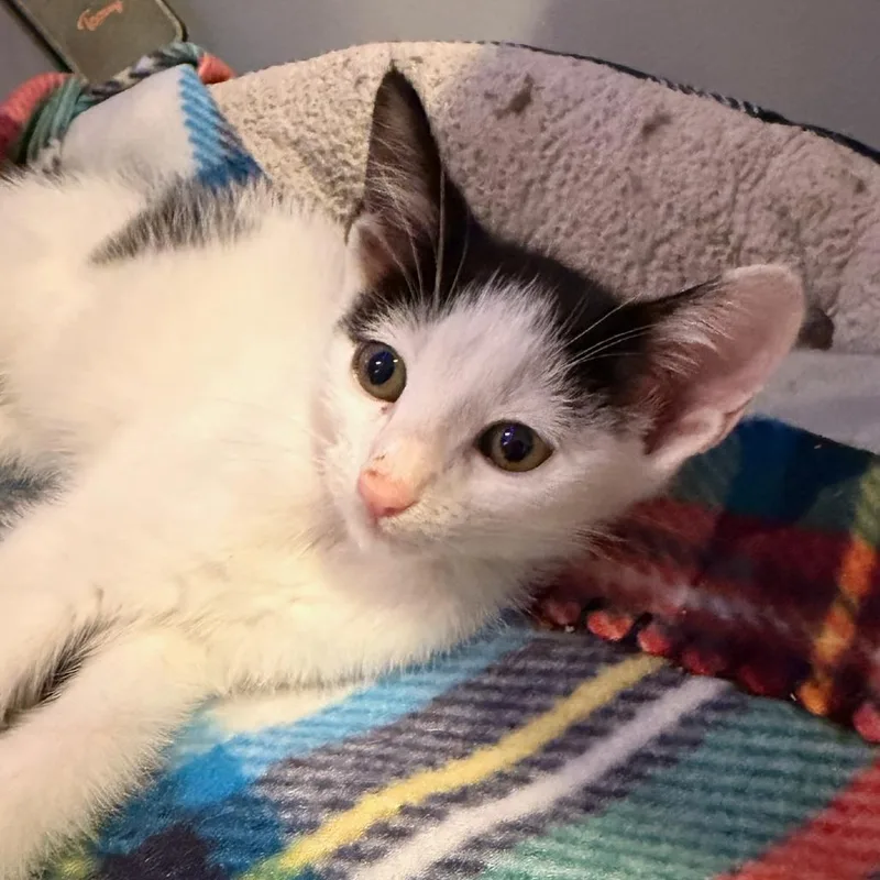 A baby small-sized male Domestic Short Hair cat named Jupiter for adoption in Mebane, NC