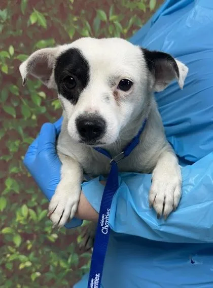 An adult small-sized female Chihuahua dog named Lottie for adoption in San Antonio, TX