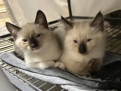A baby small-sized female Cream Point Siamese cat named Kit Kat for adoption in Liverpool, TX