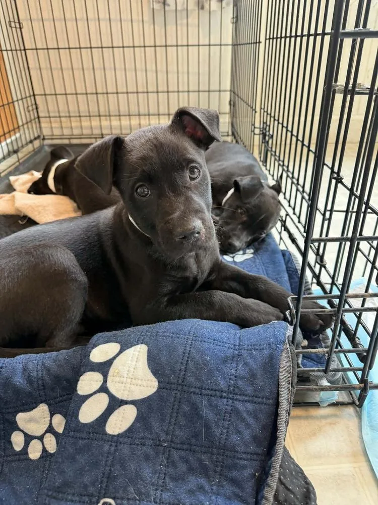 A baby large-sized male Black Labrador Retriever dog named Captain for adoption in New Albany, OH