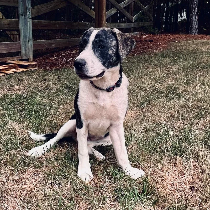 A baby medium-sized female Brindle Pit Bull Terrier dog named Sorrel for adoption in Wake Forest, NC