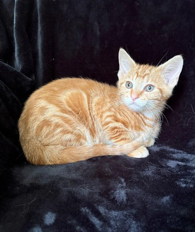 A baby medium-sized male Orange / Red Domestic Short Hair cat named Grits for adoption in Nashville, TN