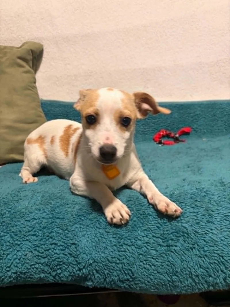 A baby small-sized male Chihuahua dog named Birch for adoption in Mukwonago, WI