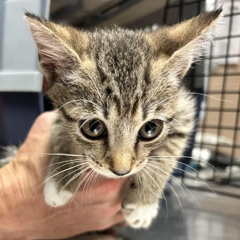 A baby small-sized female Gray / Blue / Silver Domestic Short Hair cat named Oatmeal Cookie for adoption in Newport, NC