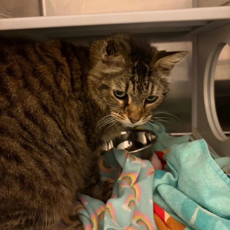 An adult large-sized male Brown / Chocolate Domestic Long Hair cat named Mueza for adoption in Council Bluffs, IA