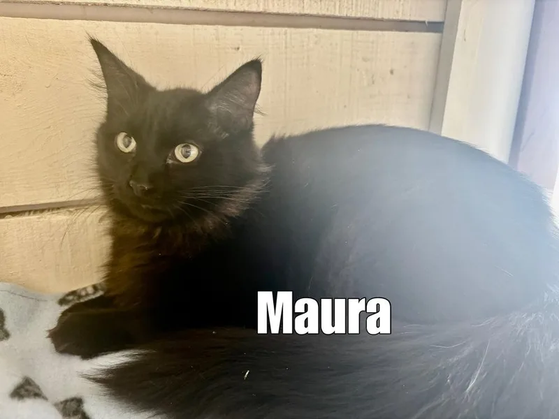 Maura