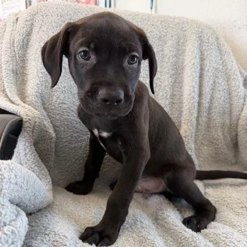 A baby small-sized male Black Pit Bull Terrier dog named Noodle for adoption in Hawthorne, CA